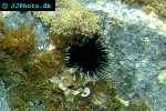 centrostephanus longispinus longspine sea urchin centrostephanus longispinus longspine sea urchin