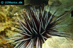 diadema antillarum long spined sea urchin diadema antillarum long spined sea urchin