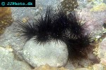 diadema setosum longspine sea urchin diadema setosum longspine sea urchin