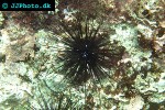 diadema setosum longspine sea urchin diadema setosum longspine sea urchin