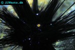 diadema setosum longspine sea urchin diadema setosum longspine sea urchin