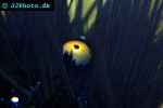 diadema setosum longspine sea urchin diadema setosum longspine sea urchin