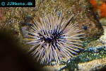 echinometra mathaei burrowing urchin echinometra mathaei burrowing urchin