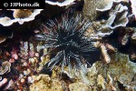 echinothrix calamaris hatpin sea urchin echinothrix calamaris hatpin sea urchin