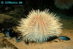 echinus acutus longspine sea urchin echinus acutus longspine sea urchin