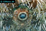 echinus acutus longspine sea urchin echinus acutus longspine sea urchin