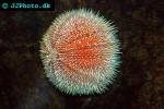 echinus esculentus edible sea urchin echinus esculentus edible sea urchin