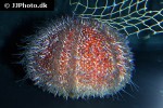 echinus esculentus european edible sea urchin echinus esculentus european edible sea urchin