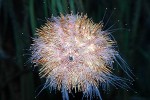 echinus esculentus european edible sea urchin echinus esculentus european edible sea urchin
