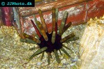 heterocentrotus mammillatus pencil urchin heterocentrotus mammillatus pencil urchin
