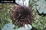 mesocentrotus franciscanus red sea urchin mesocentrotus franciscanus red sea urchin