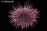 mesocentrotus franciscanus red sea urchin mesocentrotus franciscanus red sea urchin