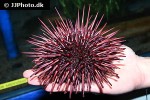 mesocentrotus franciscanus red sea urchin mesocentrotus franciscanus red sea urchin