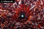 mesocentrotus franciscanus red sea urchin mesocentrotus franciscanus red sea urchin