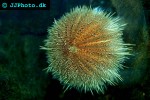 stronglyocentrotus droebachiensis green sea urchin stronglyocentrotus droebachiensis green sea urchin