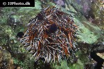 tripneustes gratilla collector urchin tripneustes gratilla collector urchin