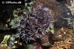 tripneustes gratilla collector urchin tripneustes gratilla collector urchin