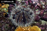 tripneustes gratilla collector urchin tripneustes gratilla collector urchin