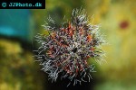 tripneustes ventricosus sea egg tripneustes ventricosus sea egg