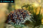 tripneustes ventricosus sea egg tripneustes ventricosus sea egg