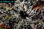 tripneustes ventricosus sea egg tripneustes ventricosus sea egg