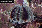 tripneustes ventricosus sea egg tripneustes ventricosus sea egg