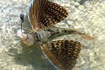 10 florida   islamorada