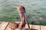 11 florida   islamorada