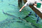 13 florida   islamorada