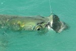 24 florida   islamorada