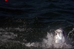 37 florida   islamorada