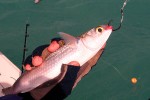 49 florida   islamorada