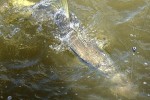 82 florida   islamorada