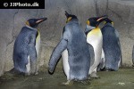 aptenodytes forsteri emperor penguin aptenodytes forsteri emperor penguin