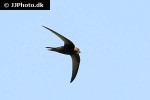 apus apus common swift apus apus common swift