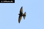 apus apus common swift apus apus common swift