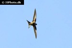 apus apus common swift apus apus common swift