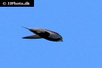 apus apus common swift apus apus common swift