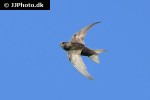 apus apus common swift apus apus common swift