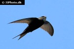 apus apus common swift apus apus common swift