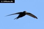 apus apus common swift apus apus common swift