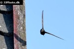 apus apus common swift apus apus common swift
