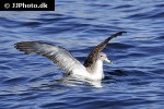 calonectris borealis cory s shearwater calonectris borealis cory s shearwater
