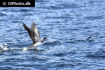 calonectris borealis cory s shearwater calonectris borealis cory s shearwater