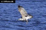 calonectris borealis cory s shearwater calonectris borealis cory s shearwater