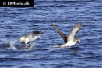 calonectris borealis cory s shearwater calonectris borealis cory s shearwater