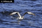calonectris borealis cory s shearwater calonectris borealis cory s shearwater