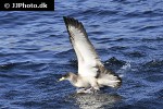 calonectris borealis cory s shearwater calonectris borealis cory s shearwater
