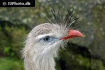 cariama cristata red legged seriema cariama cristata red legged seriema