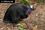 casuarius casuarius southern cassowary casuarius casuarius southern cassowary